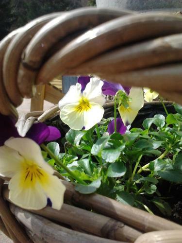 Bed & Breakfast La Fleur Et Le Soleil (f&s)