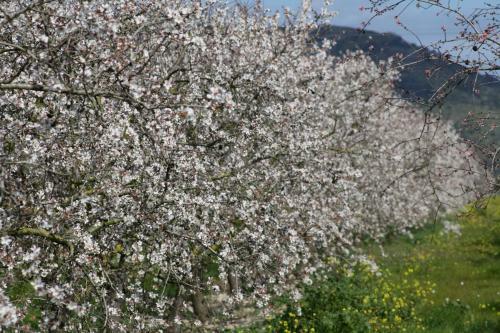 Finca Son Matet, Santa Eugenia 508
