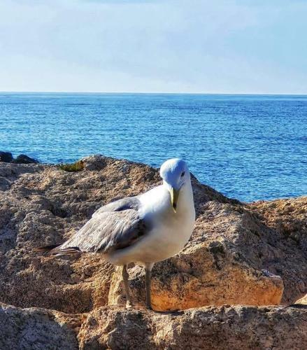 Bright Apartment En Santa Pola