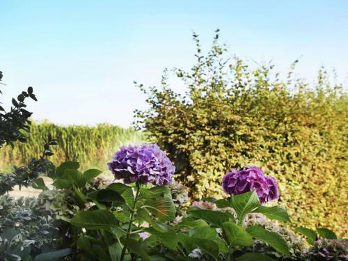 Agroturismo Spacious Farmhouse In Eede With Private Terrace