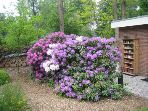 B&B Schipborg