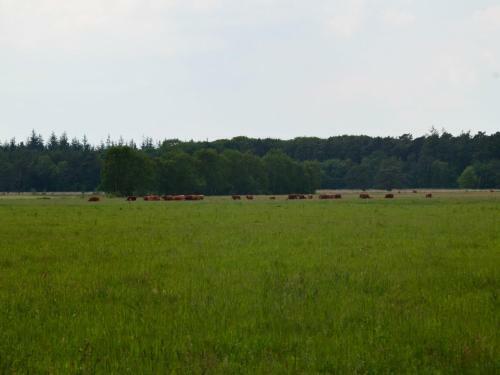 Luxury Bungalow In Drenthe With Pond