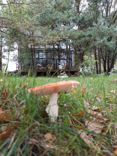 Luksusowy- Nowoczesny Dom W Lesie