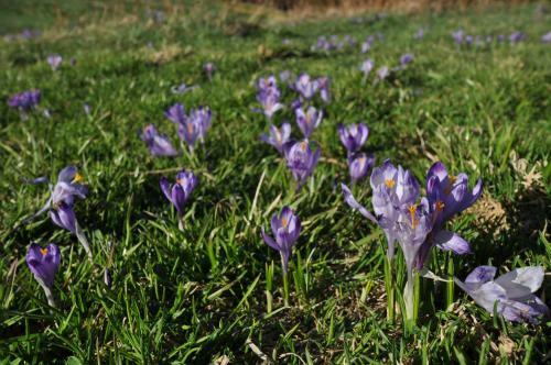 Apartament Zak?tek Mi?tusi