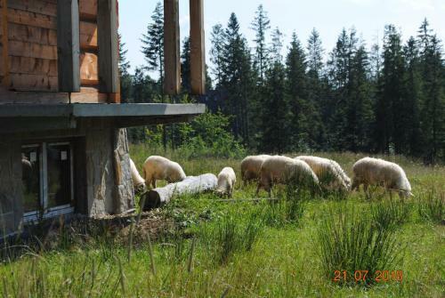 Widok�wka Tatry Pokoje I Apartamenty