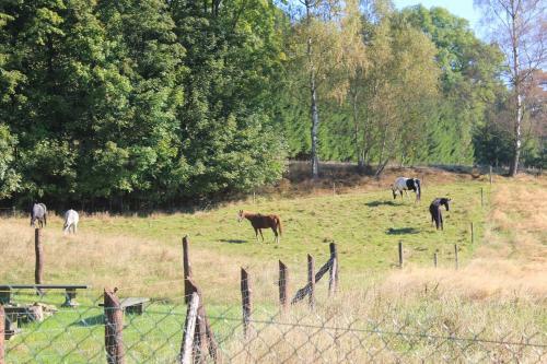Agroturismo S?oneczna Zagroda - Sunny Ridge Farm