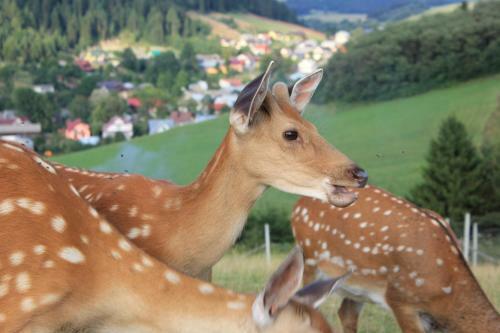 Agroturismo ?apsza?ska Ostoja