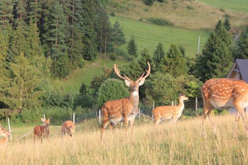 Agroturismo ?apsza?ska Ostoja