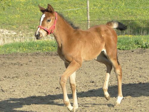 Agroturismo Pensjonat Lisewo