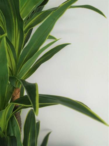 Apartamento The Green Oasis