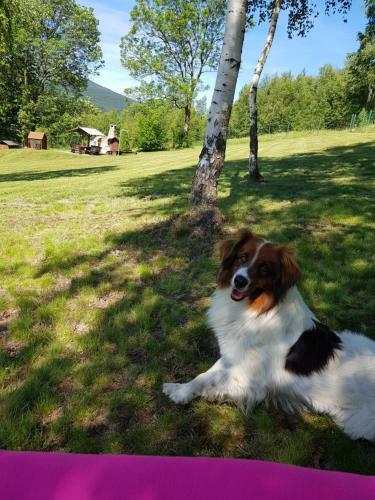 Apartamenty Le?nicz�wka Salamandra