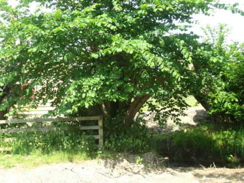 Bed & Breakfast Walford Court