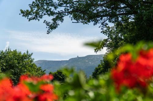 Bed & Breakfast Niespodzianka