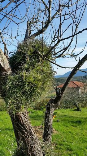 Agroturismo Turismo Rural El Piensu
