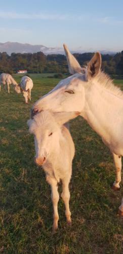 Agroturismo Turismo Rural El Piensu