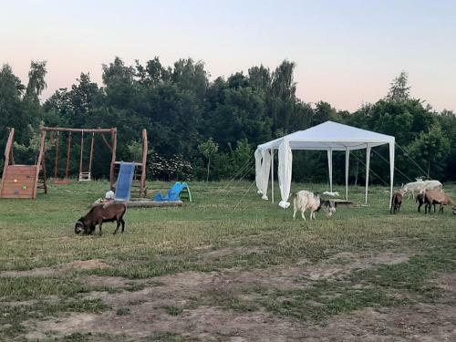 Gosp. Agroturystyczne Stary Gaj