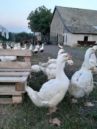 Gosp. Agroturystyczne Stary Gaj