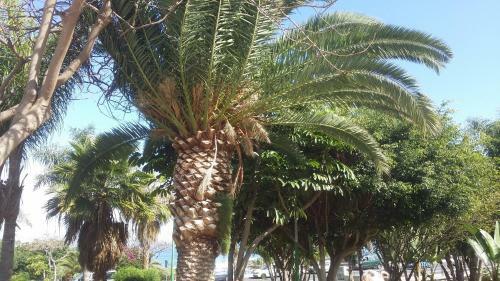 Apartamento Penthouse Los Gigantes