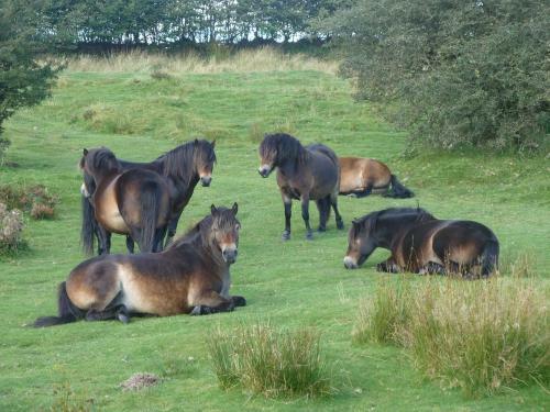 Bed & Breakfast Wilsham Farm