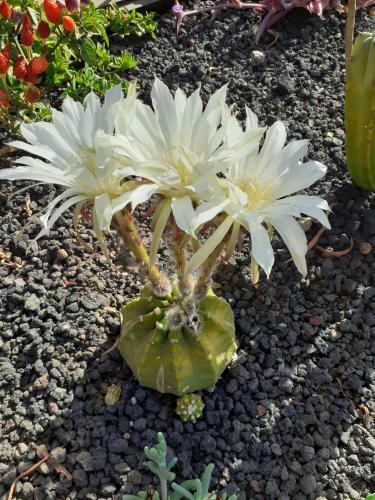 Bed & Breakfast Villa Vital Fuerteventura - Hospitable, Atmospheric, Authentic, Small-scale Accommodation