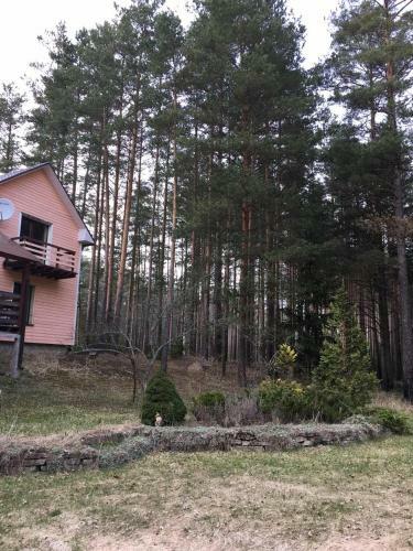 ?????? ??????? Svetofor ? Narva-j�esuu