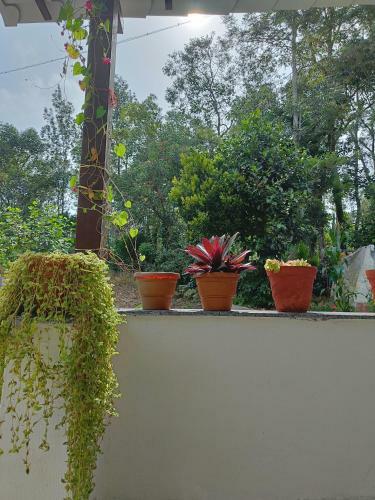 Bird Tweet Homestay