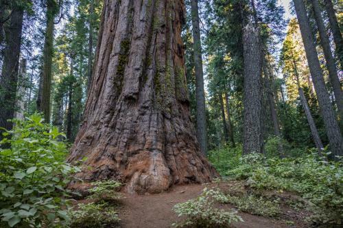 Redwood Escape