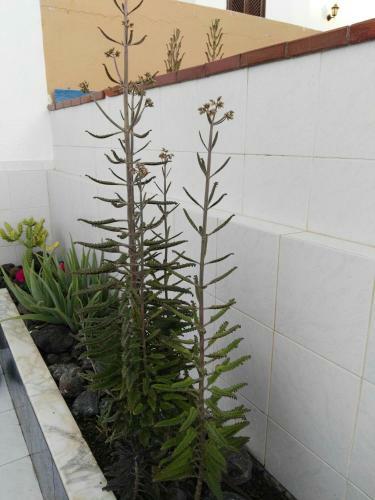 Apartamento Tenerife Pearl