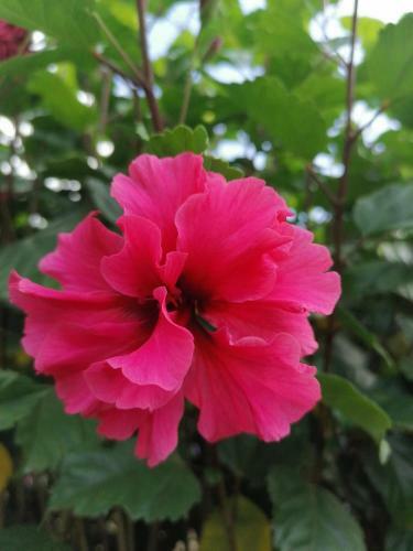 Bed & Breakfast La Ceiba Tree Lodge