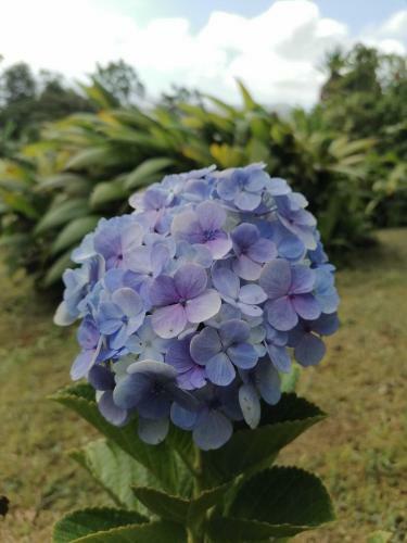 Bed & Breakfast La Ceiba Tree Lodge