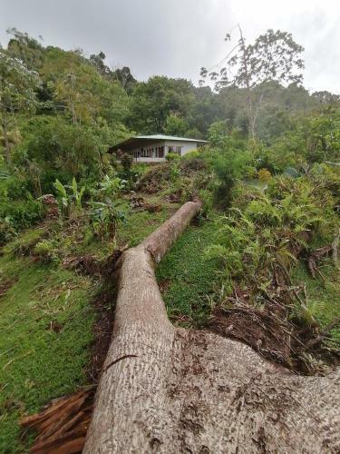 Bed & Breakfast La Ceiba Tree Lodge