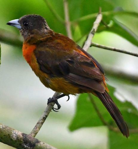 Bed & Breakfast La Monta�ita Lodge
