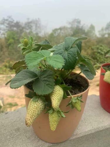 Lamahatta Village Resort