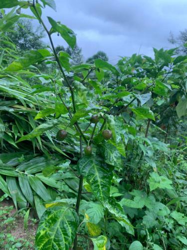 Lamahatta Village Resort