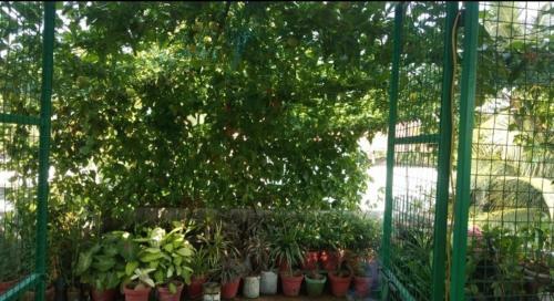 The Nest Homestay