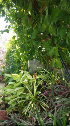 The Nest Homestay