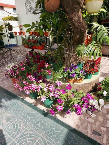 Apartamento Olive Greens Homestay