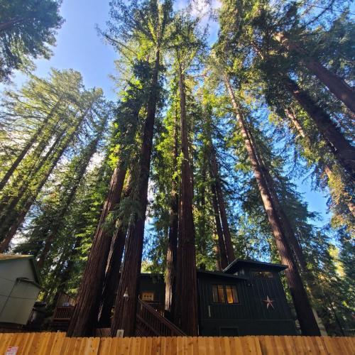 Dhyana Redwoods Fire Table Nearby River Access Ping Pong & Arcade Games