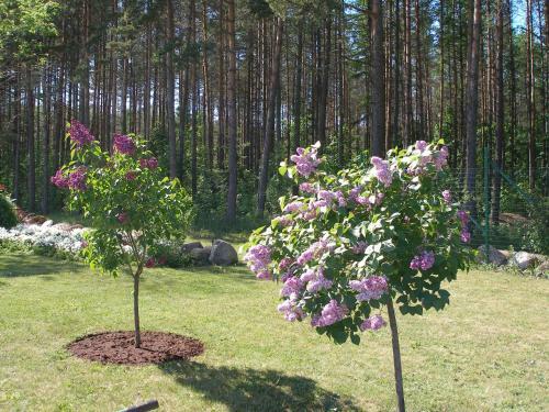 Homestay Metsaveere Turismitalu
