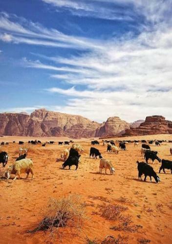 Wadi Rum Watch The Stars
