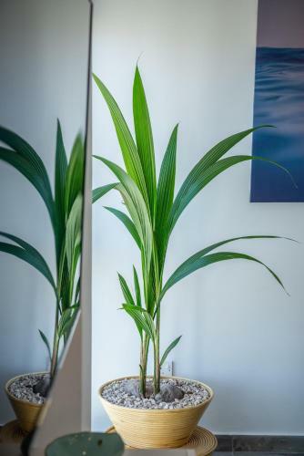 Apartamento Vitamin Sea Studio
