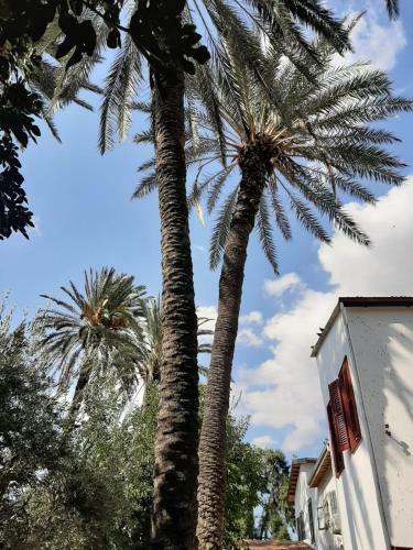 Bed & Breakfast Palm Garden Guest House