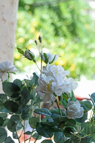 Apartamento Beautiful Studio In Traditional Afytos Halkidiki-uvc Sterilized