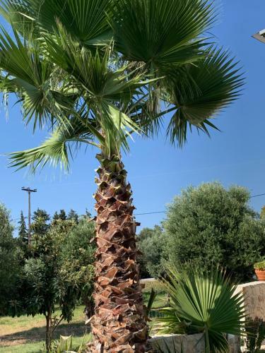 Villa Evita , Athytos Wonderful ,63m2,a/c