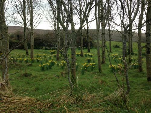 Bed & Breakfast Teac Seain Bnb.