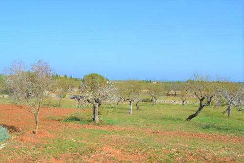 Finca Can Burguet, Santa Margalida 099
