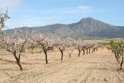Pension - B&B Casa Alegria