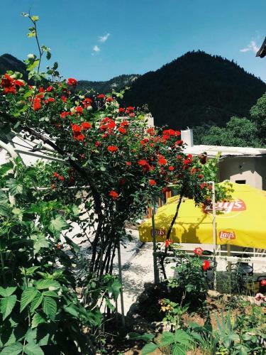 Borjomi Apartments Apart Hotel