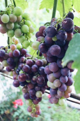 Agroturismo Studio And Winery Kalimut