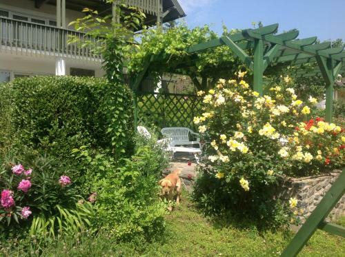 4 F?s Tet?t�ri Apartman Badacsonytomajon